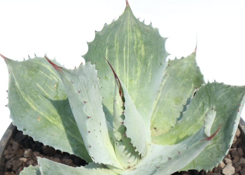 アガベ 風雷神錦 №2 | mana's farm:塊根植物・アガベ・ドライガーデン