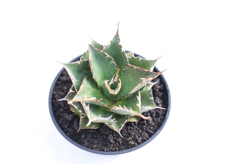 Agave titanota FO-76 compacta  no.２