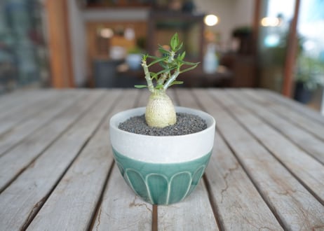 パキポディウム　サキュレンタム　Pachypodium succulentum