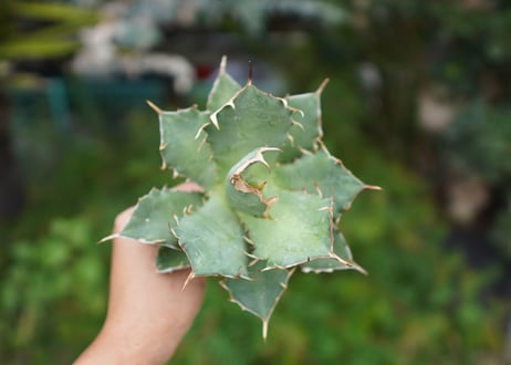Agave titanota 白鯨 C NO.5