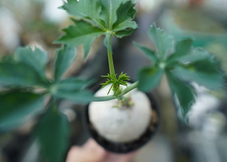 ヤトロファ　錦珊瑚　Jatropha cathartica