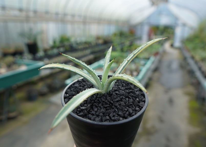 アガベ マクロアカンサ錦 Agave macroacantha variegata | man