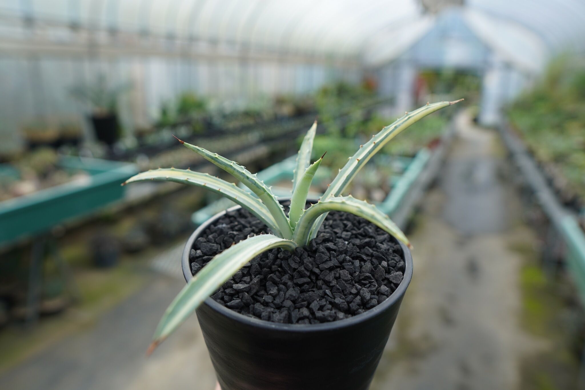 アガベ マクロアカンサ錦 Agave macroacantha variegata | man