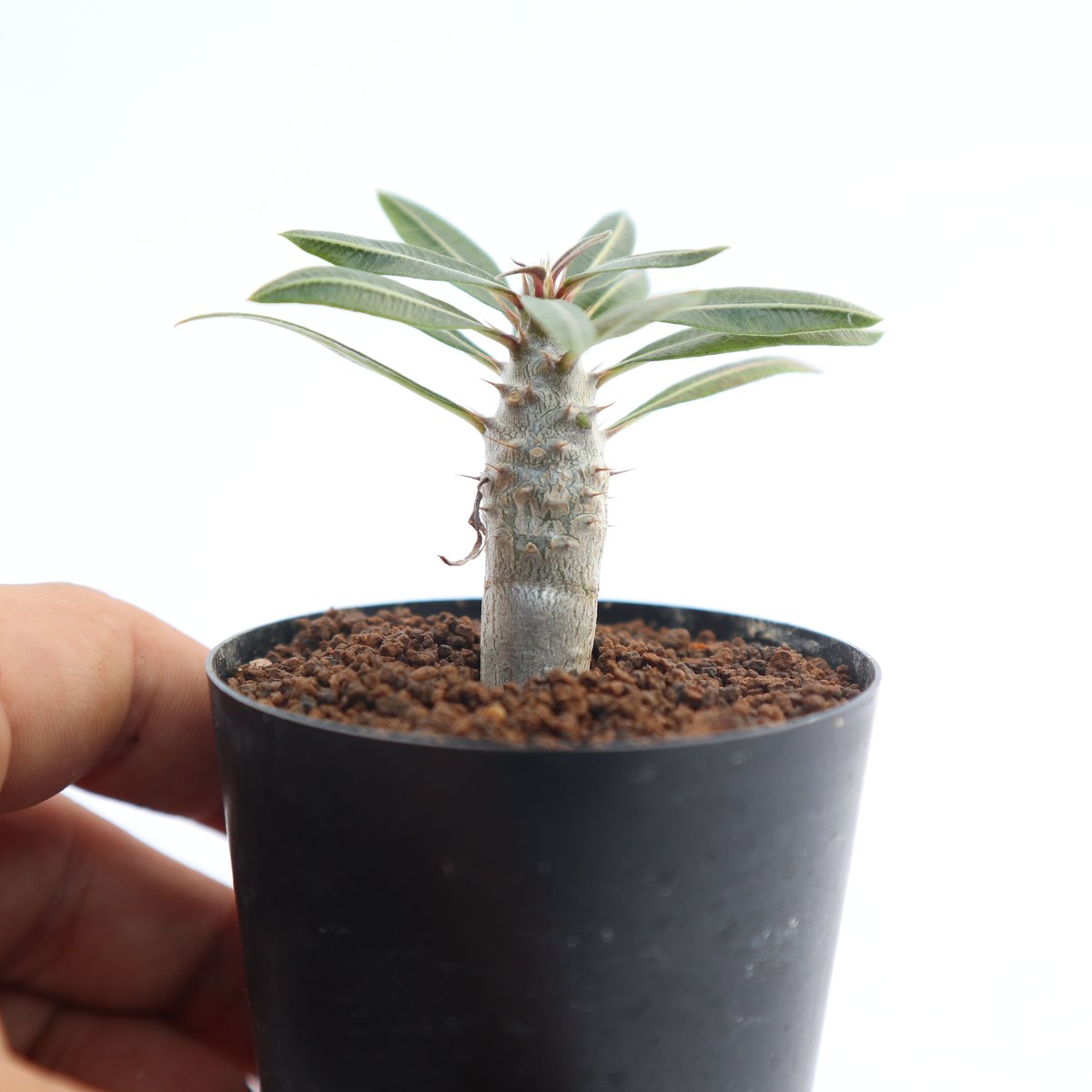 パキポディウム カクチペス 実生 | mana's green:塊根植物販売 パキポディウム カクチペス 実生 | mana's green:塊根植物販売