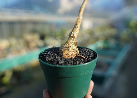 フィカス パルメリー Ficus palmeri  No.2