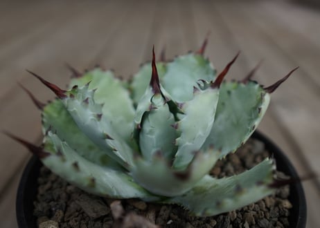 アガベ　マクロアカンサ×ポタトラム　 Agave macroacantha×potatorum