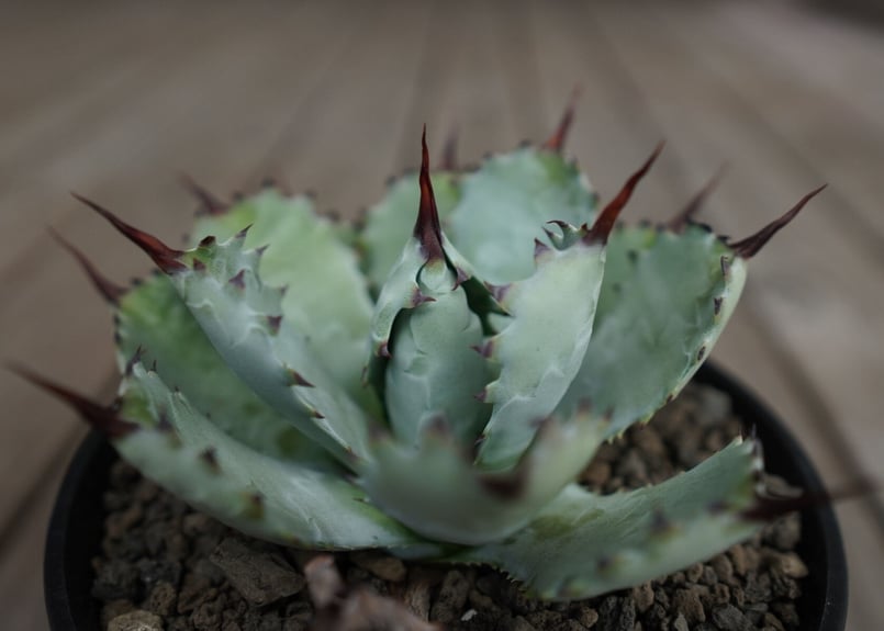 アガベ マクロアカンサ×ポタトラム Agave macroacantha×potatorum