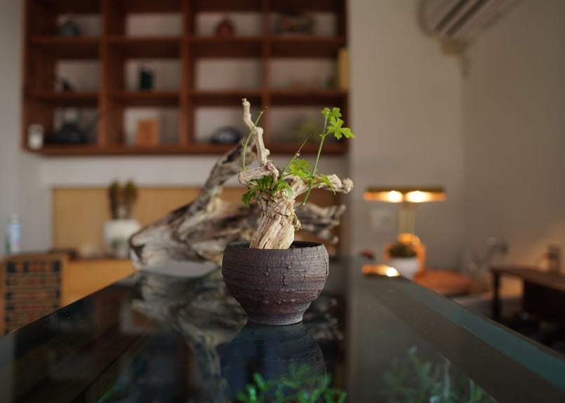 コラロカルプス Corallocarpus | mana's farm:塊根植物・アガベ・ドラ