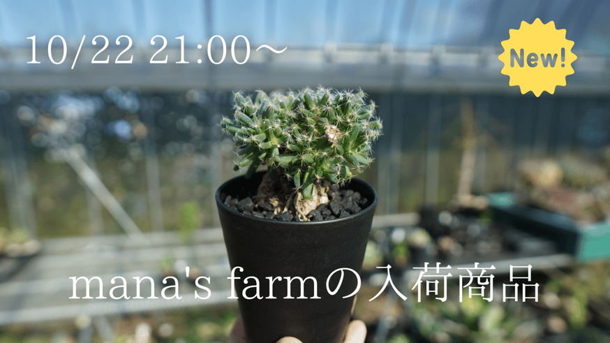 トリコディアデマ　ミラビレ　模様木 トリコディアデマ ミラビレ Trichodiadema mirabile no.2