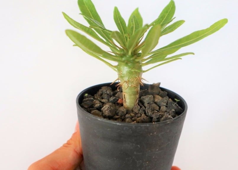 パキポディウム アンボンゲンセ | mana's farm:塊根植物・アガベ