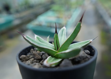 アガベ　ニッケルシー 　Agave nickelsiae