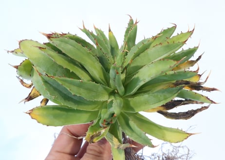 Agave shawii crested