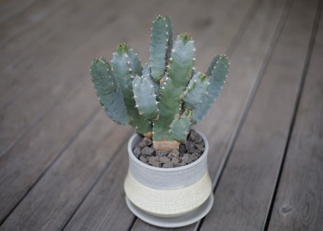 ユーフォルビア 白角キリン Euphorbia resinifera
