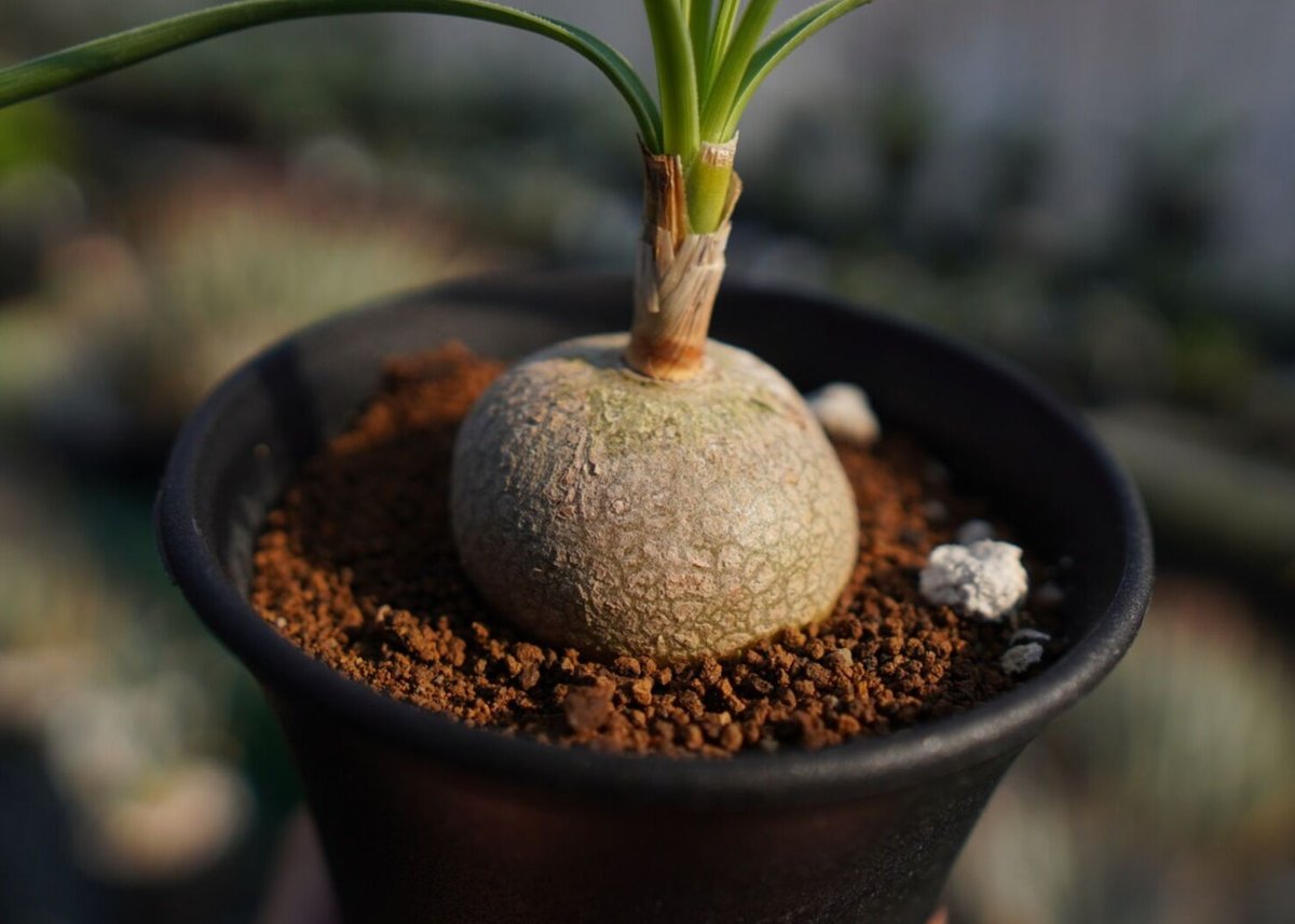 ボーカルネア グラキリス Beaucarnea gracilis | mana's farm:
