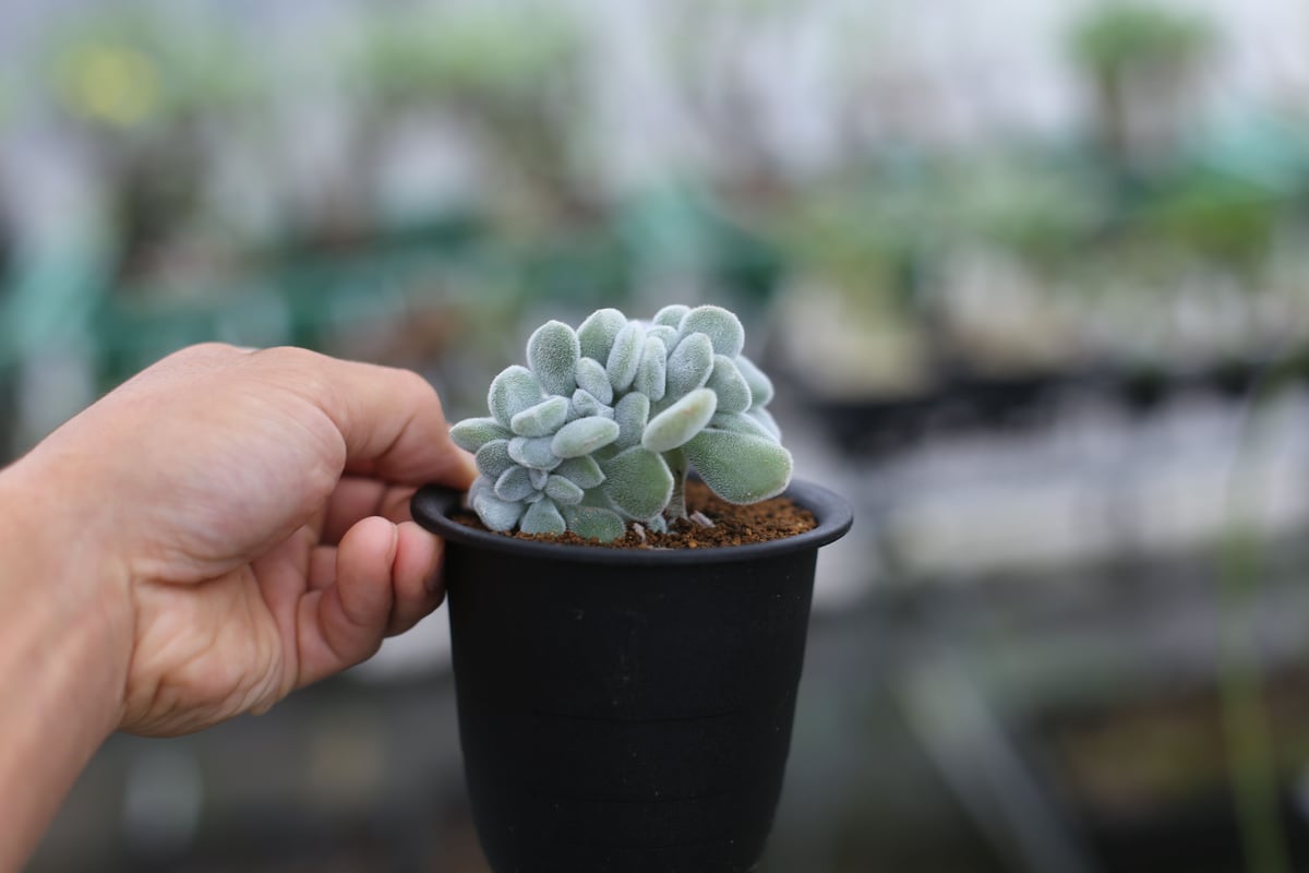 多肉植物　エケベリア　Majesta マジェスタ綴化 多肉植物 エケベリア Majesta マジェスタ綴化 多肉植物