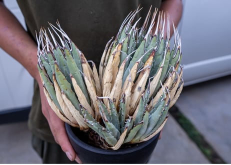 Agave uthaensis  NO.12