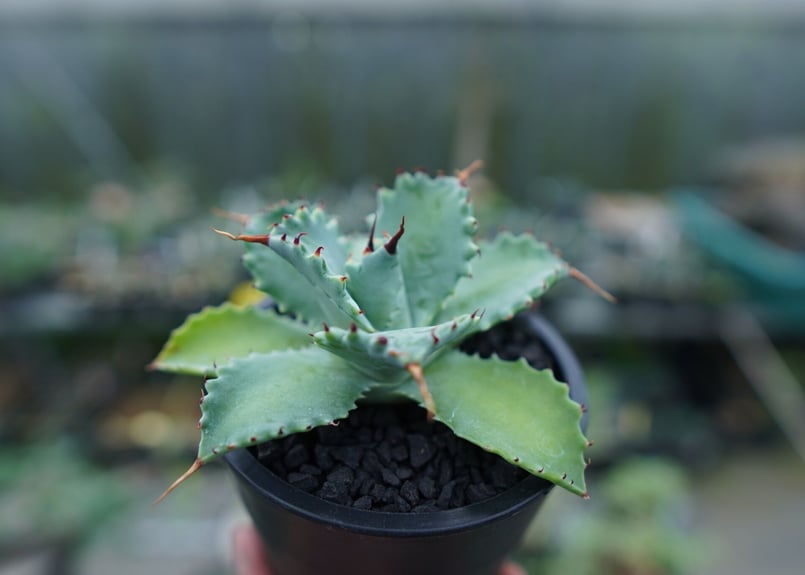 アガベ イシスメンシス Agave Isthmensis No.2 | mana's farm