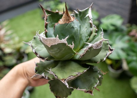 Agave White flame B 白火焔  NO.3