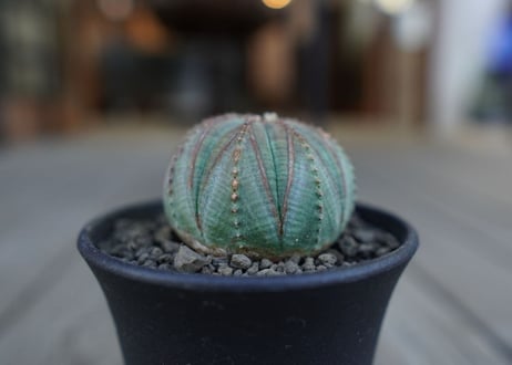 ユーフォルビア オベサ　euphorbia Obesa