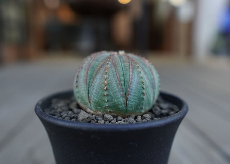 ユーフォルビア　オベサ　小吹オベサ Euphorbia obesa ユーフォルビア・オベサ – Caudex