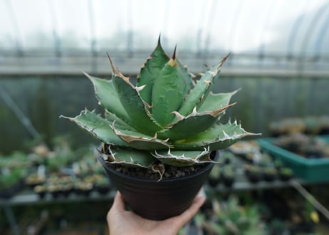 アガベ　チタノタ　FO-76　agave titanota  FO-76  No.3