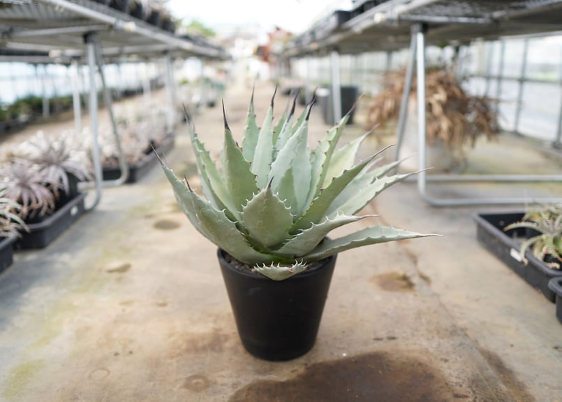 耐寒性◎】アガベ ネオメキシカーナ | mana's farm:塊根植物・アガベ