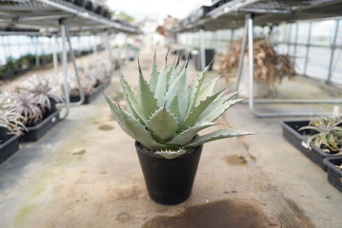 fit=scale-down,w=1200