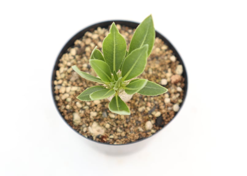 パキポディウム デンシカウレ 恵比寿大黒 実生 №2 | mana's farm:塊根