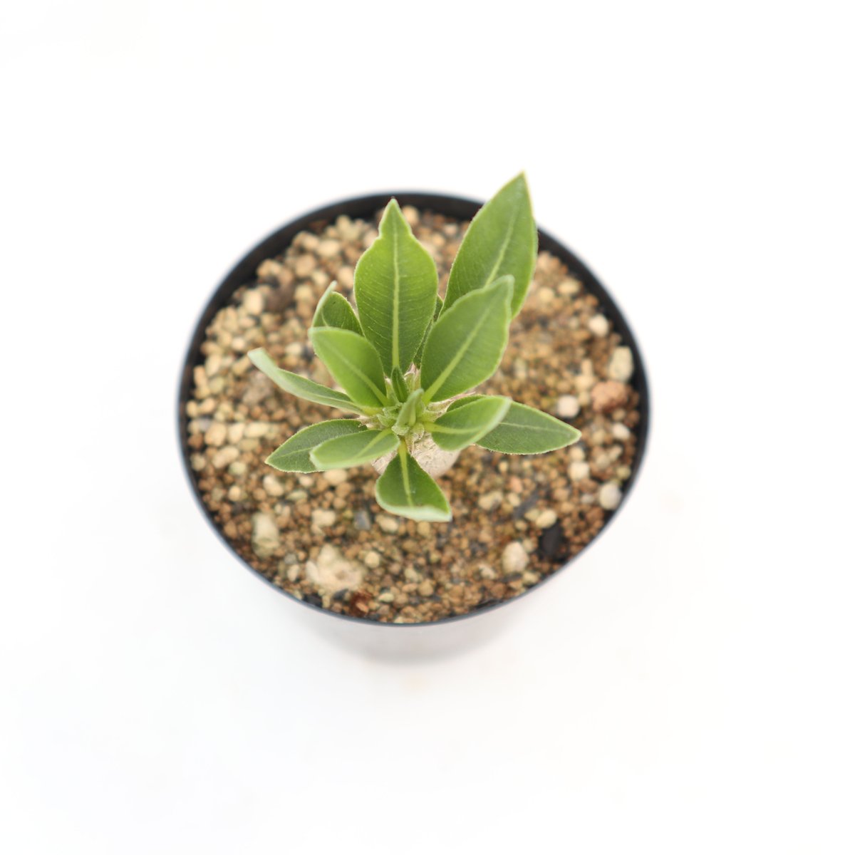 パキポディウム デンシカウレ 恵比寿大黒 実生 №2 | mana's farm:塊根