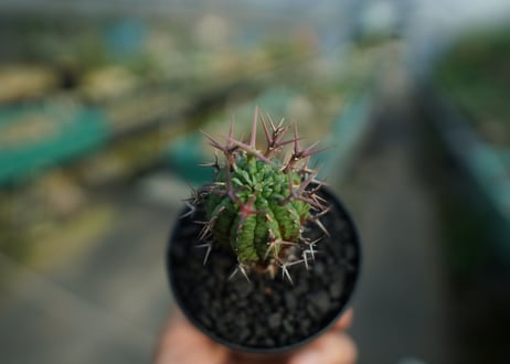 ユーフォルビア　群星冠　Euphorbia stellispina  No.1