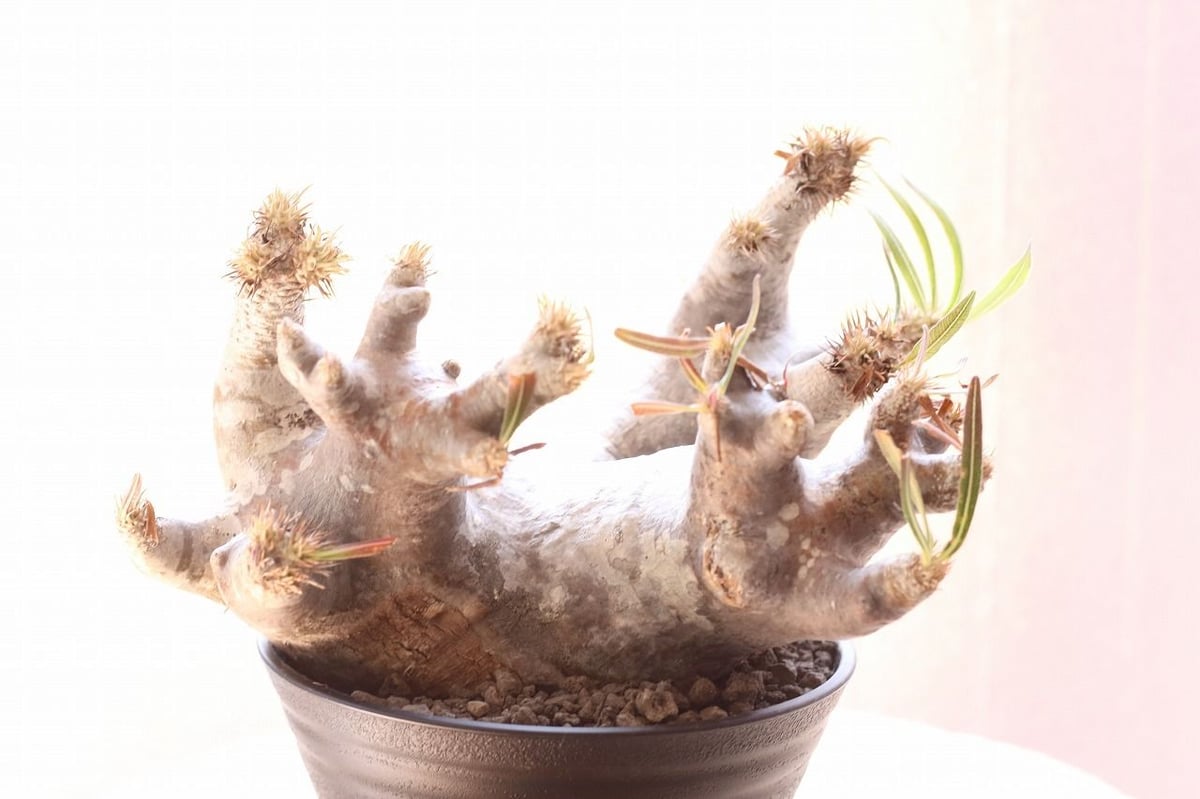 Pachypodium inopinatum パキポディウム イノピナツム 未発根 | m Pachypodium inopinatum パキポディウム イノピナツム 未発根 | m