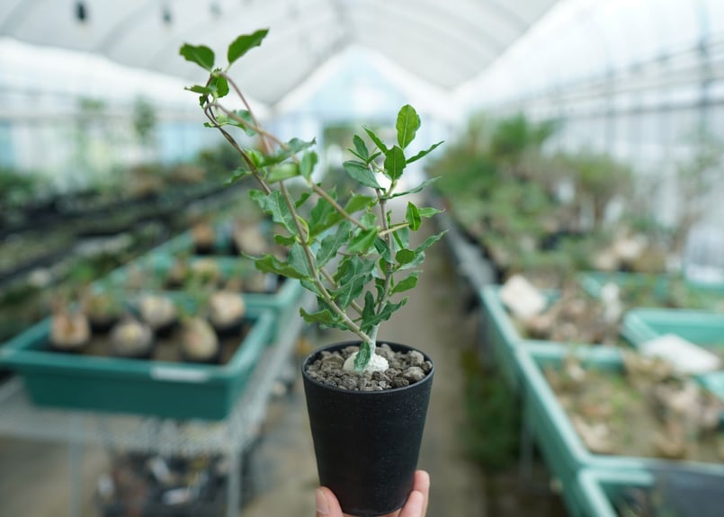 フォッケア エデュリス ”火星人” Fockea edulis | mana's farm:塊