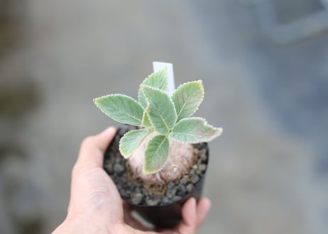 断崖の女王シニンギア　hyb