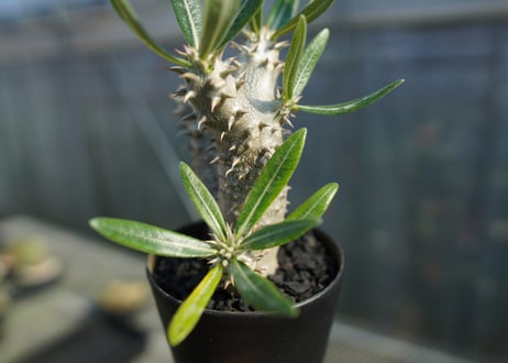 パキポディウム　伊藤ハイブリッド　Pachypodium 'Itoh Hybrid'  No.1