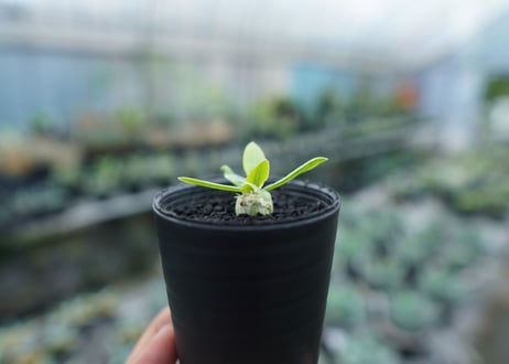 パキポディウム　恵比寿笑い　Pachypodium brevicaule　No.8