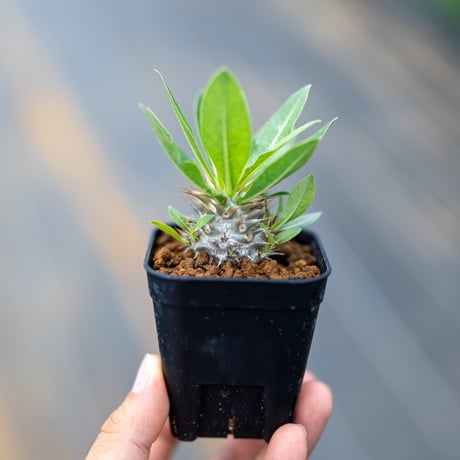 デンシフローラム | STORES