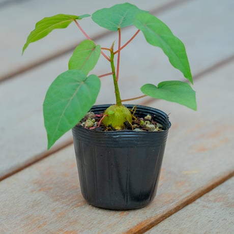 フィカス ペティオラリス フィカスペティオラリス | STORES