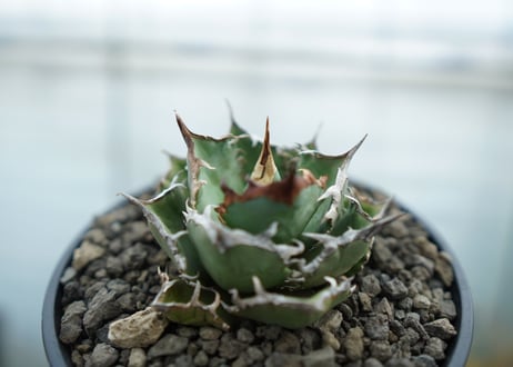 アガベ　チタノタ　FO-76  Agave titanota FO-76　No.1