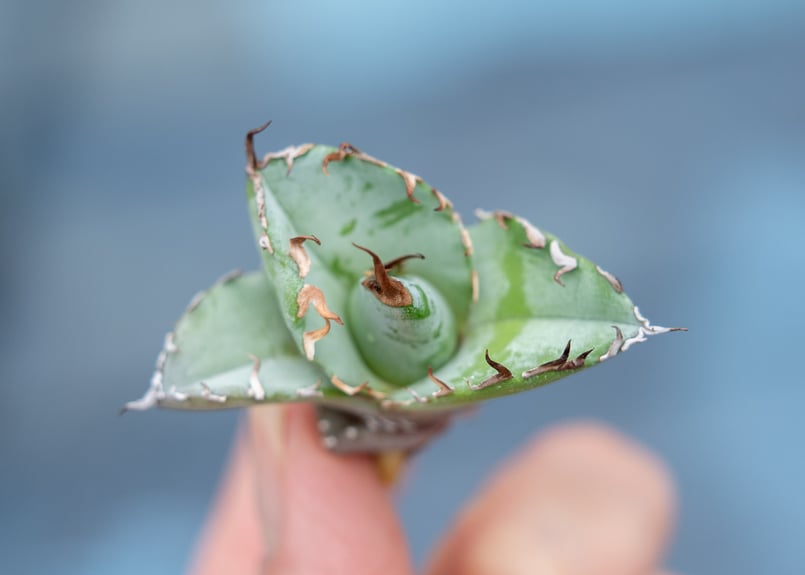 アガベ ホワイトアイス カキコ株 | mana's farm:塊根植物・アガベ