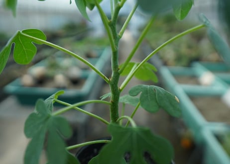 アデニア　グラウカ　Adenia glauca  No.4