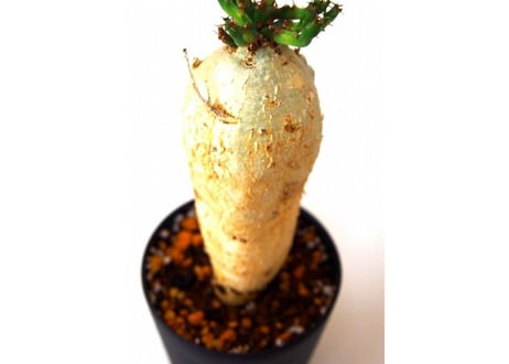 ユーフォルビア ステラータ 飛竜  Euphorbia stellata　№6