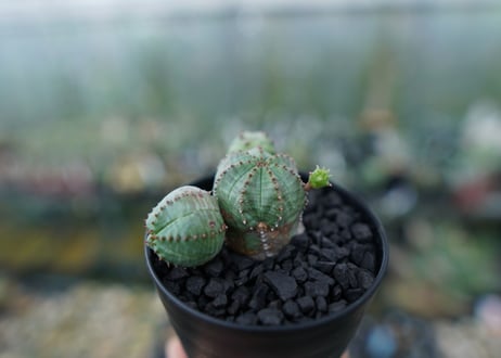 ユーフォルビア　オベサブロー　Euphorbia ObesaBlow No.2