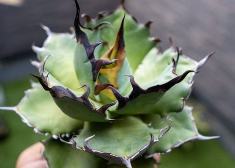 Agave ハデス 黒獄 A NO.1