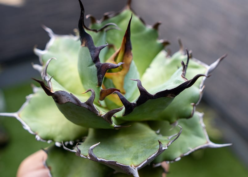 Agave ハデス 黒獄 A NO.1 | mana 