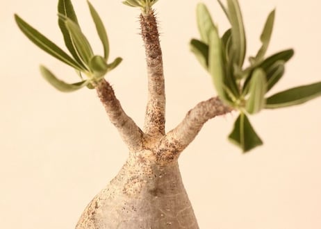Pachypodium Gracilius パキポディウム  グラキリス  №１１