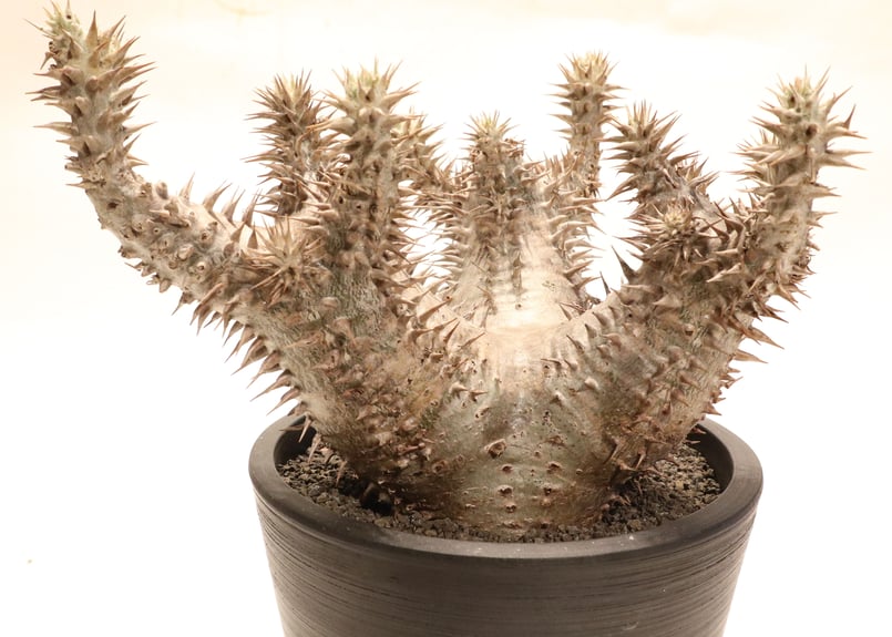 パキポディウム ホロンベンセ | mana's farm:塊根植物・アガベ・ドライ