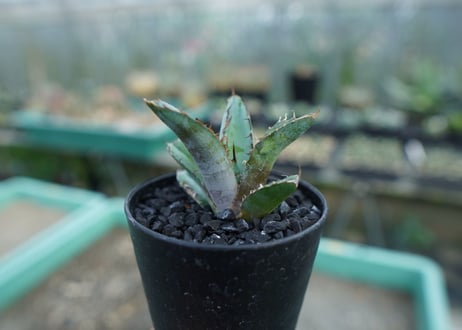 アガベ　チタノタ　 ブラックアンドブルー 　Agave titanota black and blue　No.8