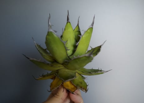 アガベ　抜き苗　ホリダ《 1 》green