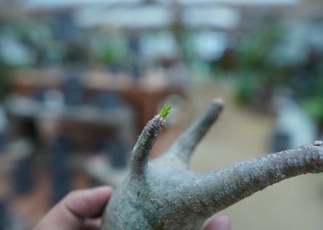 【抜き苗】パキポディウム　グラキリス　 Pachypodium Gracilius  No.10