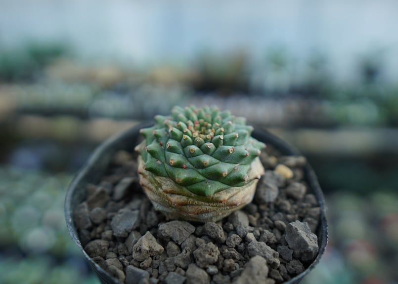 ユーフォルビア オベサ×鉄甲丸 Euphorbia obesa×bupleurifolia |...